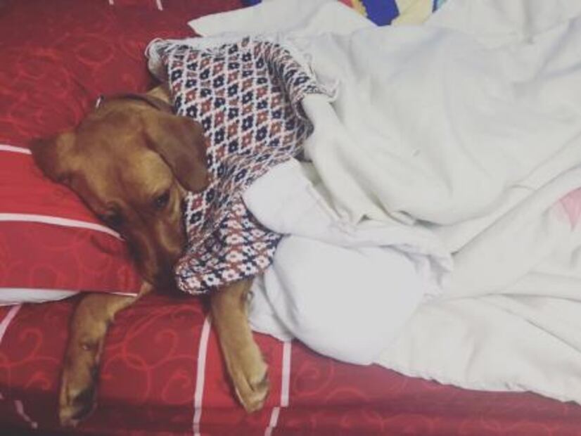 Recomendaciones para cuidar a las mascotas en el frío