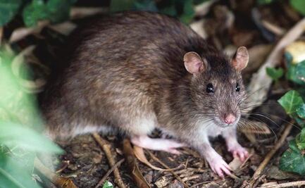 Científicos en Ecuador descubrieron cinco nuevas especies de ratones