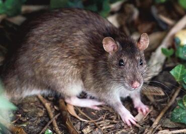 Científicos en Ecuador descubrieron cinco nuevas especies de ratones