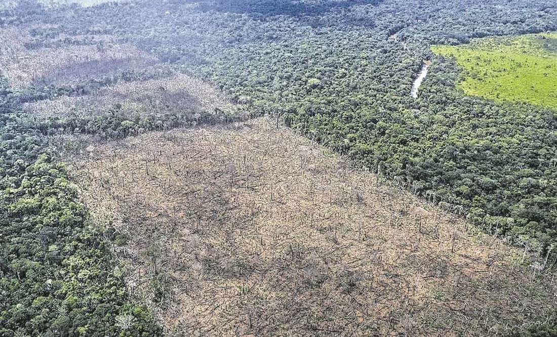 Han sufrido procesos de deforestación muy intensos y rápidos. Foto: ESPECIAL