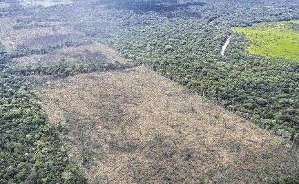 Bosques tropicales: con un gran potencial de recuperación