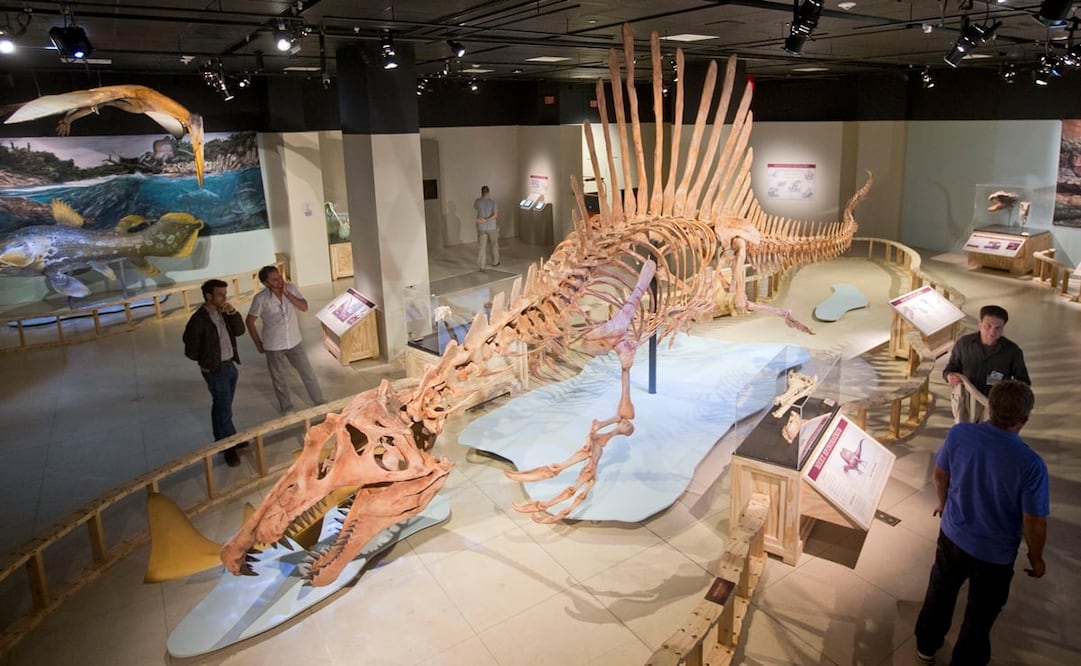 Imagen de archivo de un modelo de un Spinosaurus en la National Geographic Society de Washington. Foto: AP, archivo