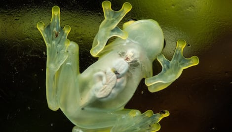El misterio de la rana de cristal que se vuelve casi invisible y su significado en el campo de la medicina