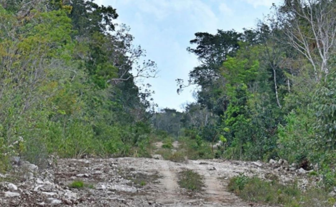Sélvame MX denuncia construcción de carretera en zona ya clausurada de Tulum, Quintana Roo (03/04/2026). Foto: Especial