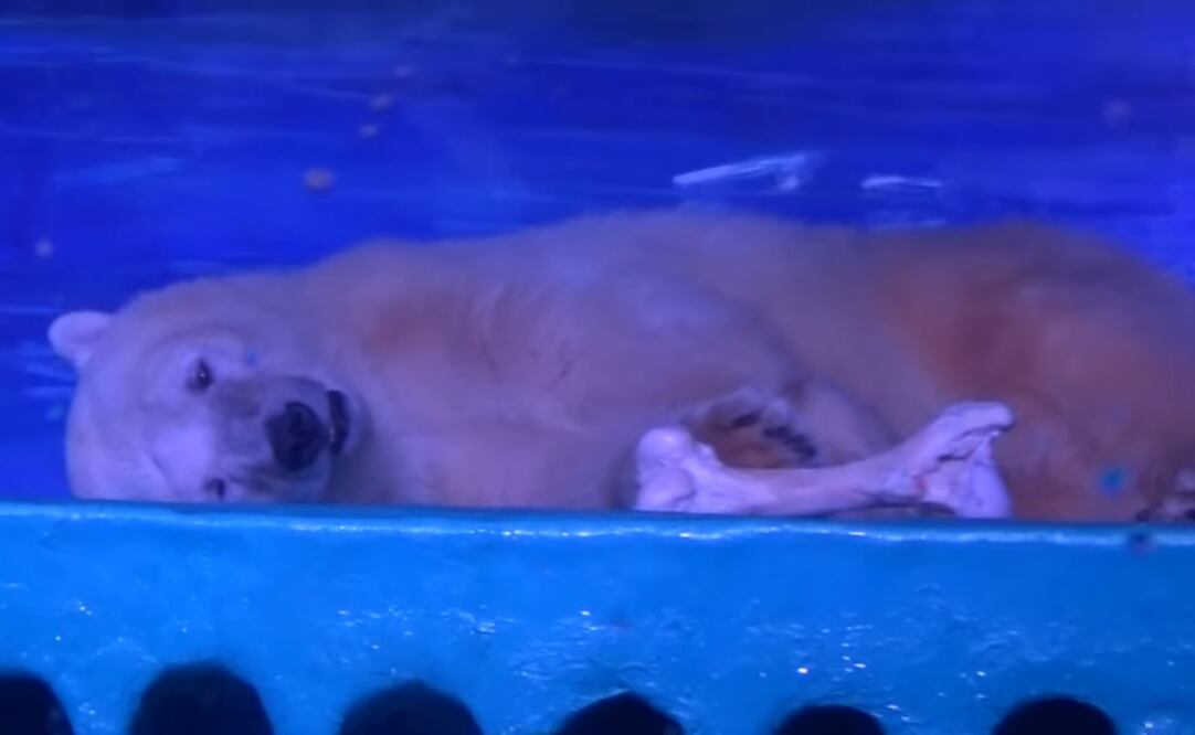 Pizza es un oso polar que vive entre las paredes de un acuario en Guanghzou (sur) en China. (Foto: Youtube)