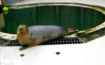 ¿Focas que cantan? Estudio revela que pueden imitar canciones y palabras