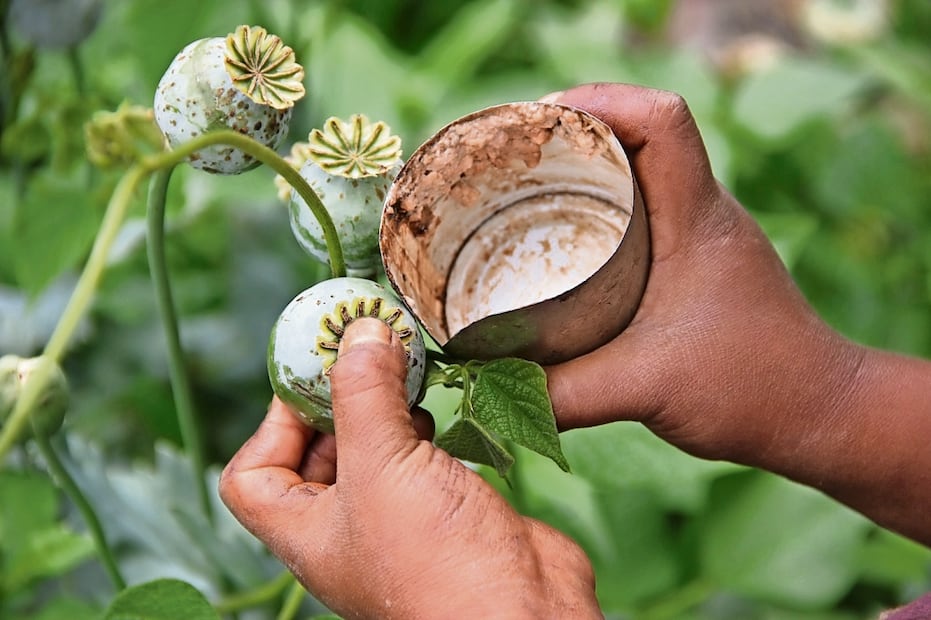 Hace siete años, los cultivos de amapola comenzaron a desaparecer debido a que el precio del kilo de opio se desplomó de 25 mil pesos a 6 mil. Foto: Especial