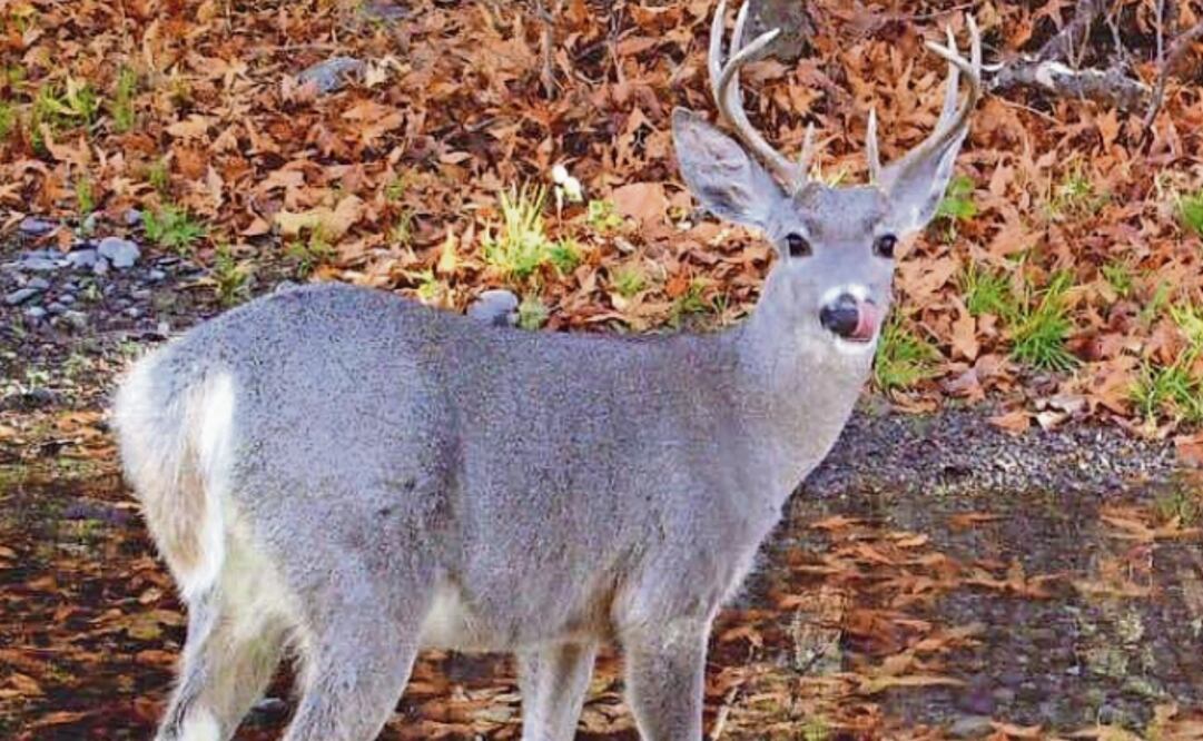 Las autoridades tienen la obligación de trasladar a los venados y liberarlos en la naturaleza o en una Unidad de Manejo para la Conservación de la Vida Silvestre, dijo experto. Foto: Especial