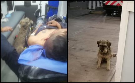 Perrito persigue ambulancia que llevaba a su dueño tras sufrir accidente; paramédicos lo dejan subir
