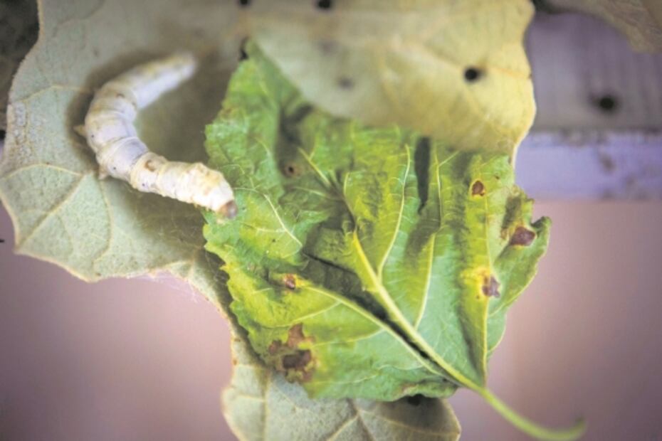 Al rescate de crianza de gusanos de seda en Oaxaca 