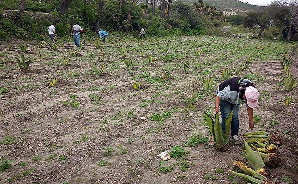 Foto: Cortesía SimiPlaneta