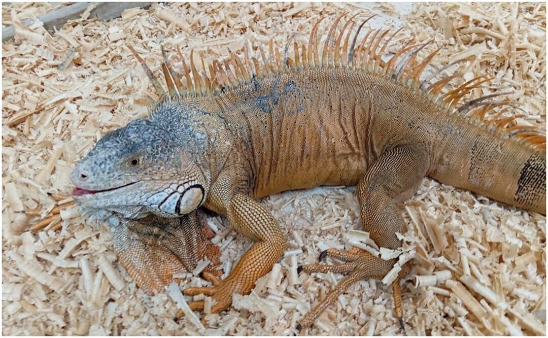 El frío provoca que los reptiles queden inmovilizados y caigan de los árboles, es cuando sufren ataques de otros animales, de acuerdo a las autoridades que han logrado el rescate de más de 30 iguanas (22/01/2025). Foto: Especial