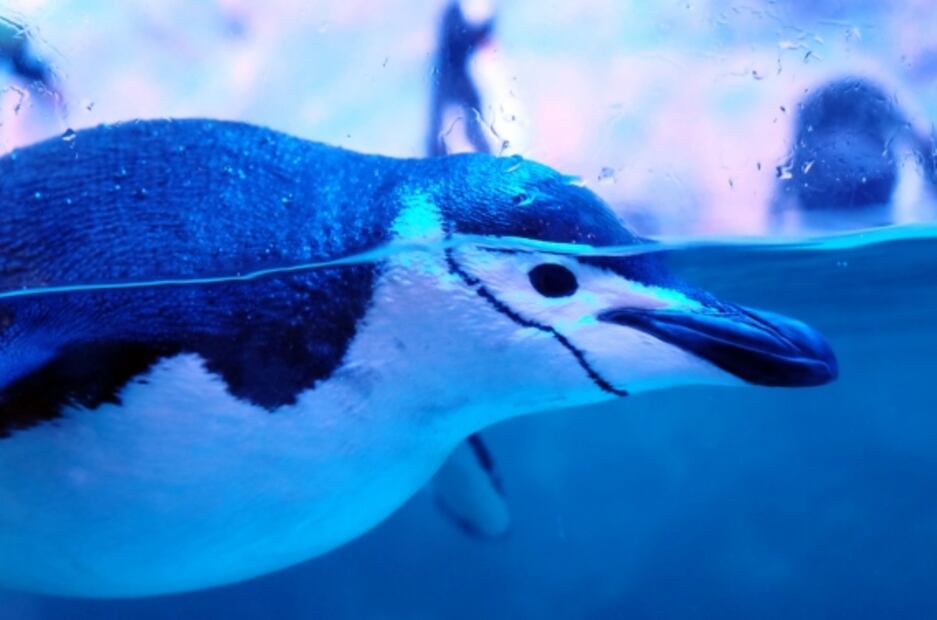 Acuario Inbursa, un espacio que debe seguir vivo