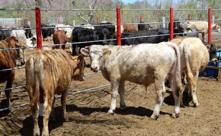 Baja California Sur cierra ingreso de ganado vivo por gusano barrenador; mantiene entrada de carne para garantizar el abasto