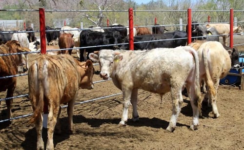 Baja California Sur cierra ingreso de ganado vivo por gusano barrenador; mantiene entrada de carne para garantizar el abasto