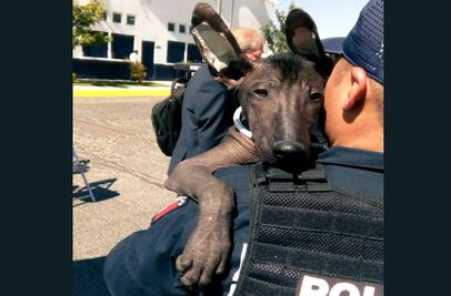 Jubilan a 14 oficiales caninos de la Policía Federal