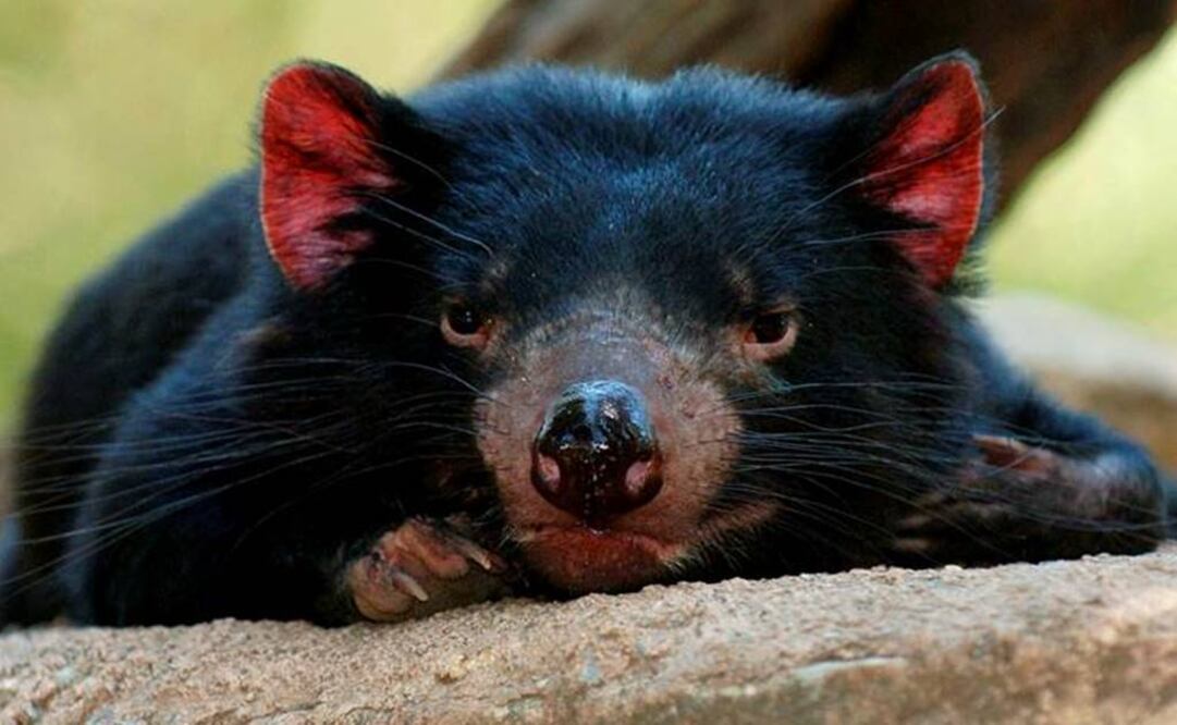 Resultados podrían detener la expansión de esta enfermedad. Foto: Archivo