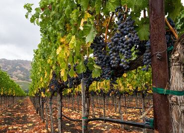 Vino Mexicano: Querétaro y su Indicación Geográfica Protegida