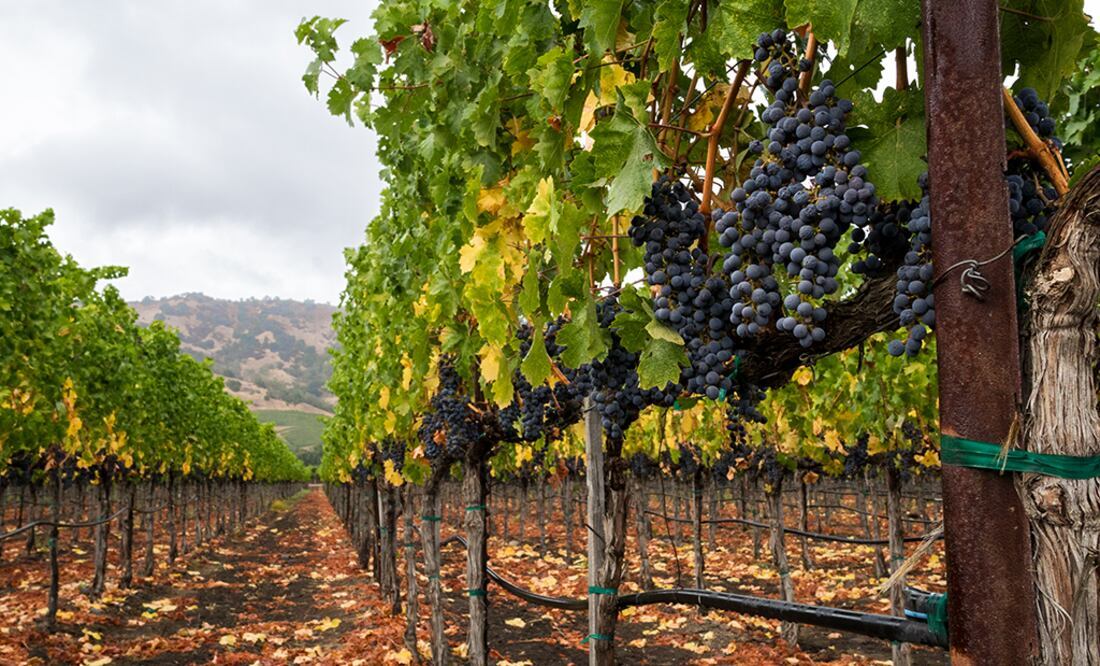 Ruta del Queso y el Vino. Foto: ÉDGAR SILVA FUENTES S. / EL UNIVERSAL