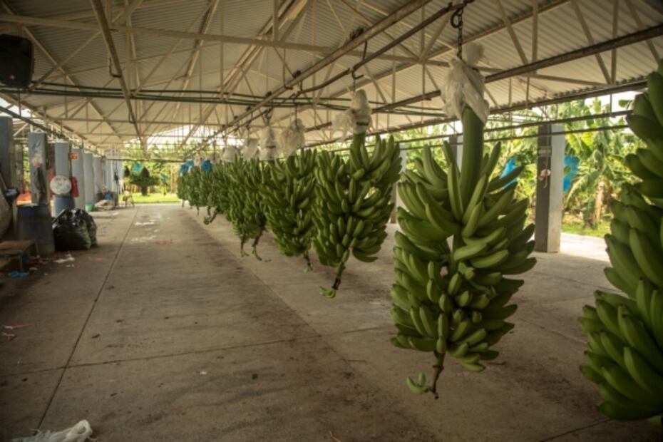 Michoacán, una comunidad en armas para plantar plátanos