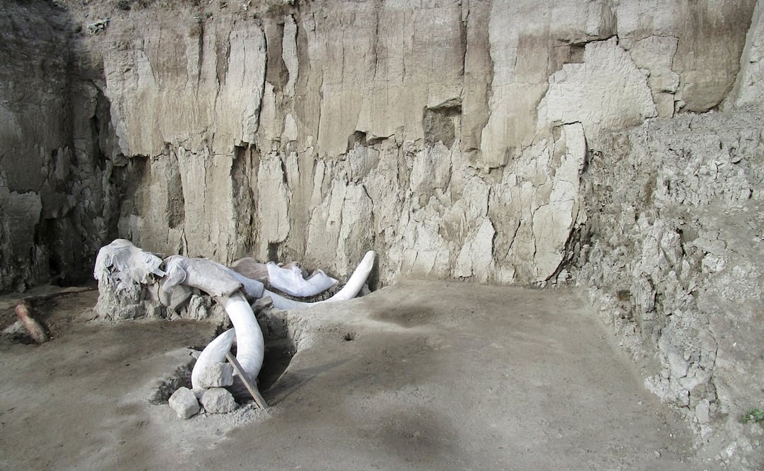 Fotografía de archivo de fósiles de mamut. Foto: Meliton Tapia/INAH via AP, archivo