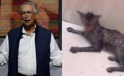 Salinas Pliego reacciona a detención de hombre que atacó a gatita en Villahermosa; esto dijo