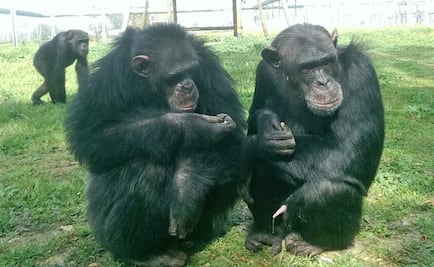 Primates en cautiverio, la sonrisa más triste