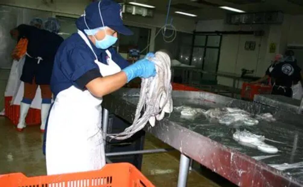 Se han capturado en Yucatán 5 mil 259 toneladas de pulpo (16/09/2025). Foto: Especial