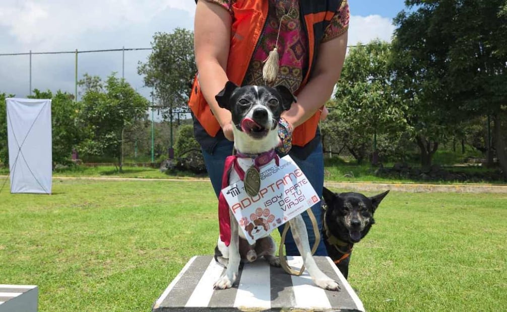 El Centro de Transferencia Canina cumple nueve años de operación. Foto: Especial