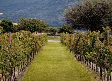 Viñedo San Miguel prepara su vendimia 2022