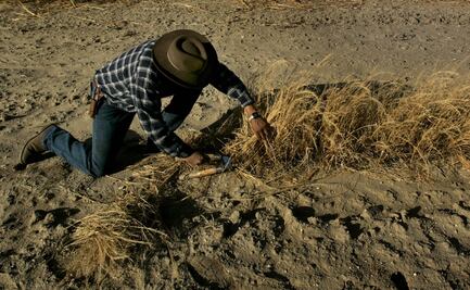 Cambios en cultivo de trigo aumentaron consumo de gluten y enfermedades derivadas: estudio