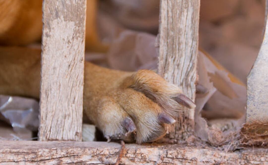 Imagen ilustrativa. Foto: Istock