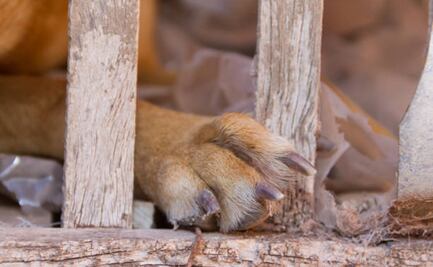 Fiscalía de Edomex investiga al presunto asesino de 12 perritos, acusado de comerse uno en Toluca
