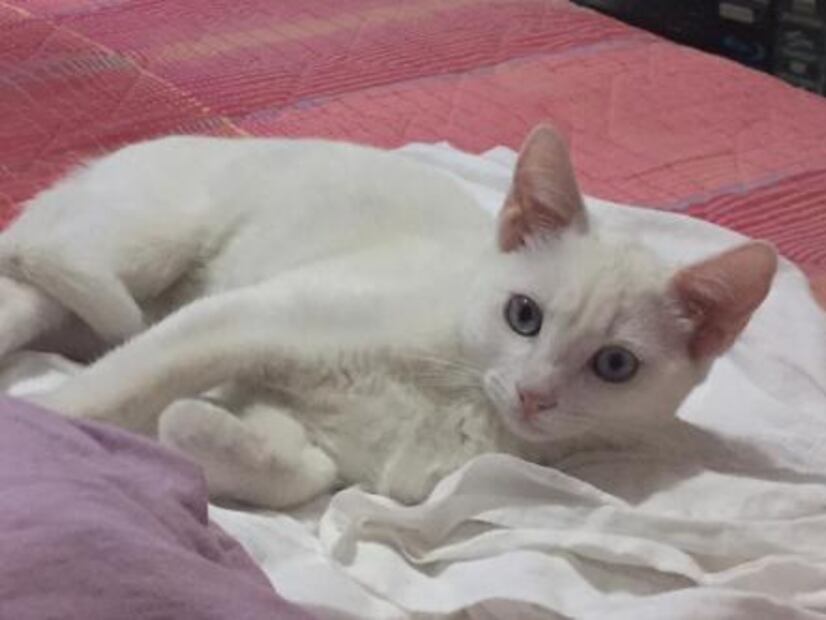 Día del Gato: ¿Por qué lo celebramos tres veces al año?