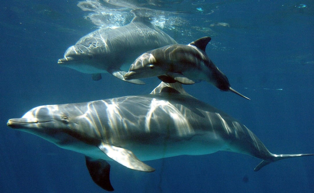 (FOTO: Archivo/EL UNIVERSAL)