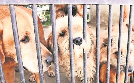 Morena alista iniciativa para el bienestar animal 