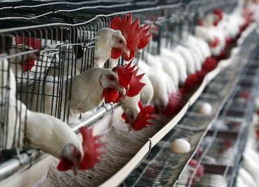 México implementa estrategia para erradicar influenza aviar