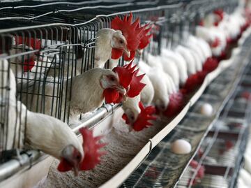 Una pandemia de Gripe aviar podría ser 100 veces peor que la de Covid, advierten expertos