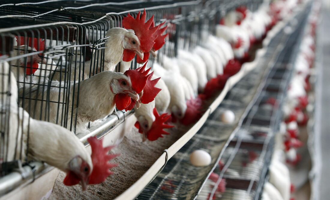 Los resultados del estudio también confirman la importancia de prevenir las infecciones por H5N1 en animales. Foto: EFE/Archivo