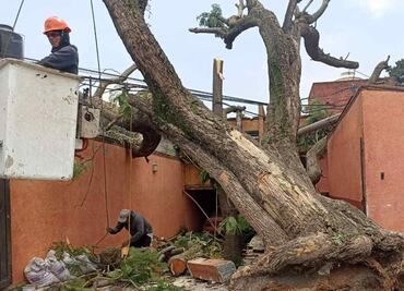 Tormenta derriba más de 15 árboles en Naucalpan; autos, casas y escuelas resultaron afectados