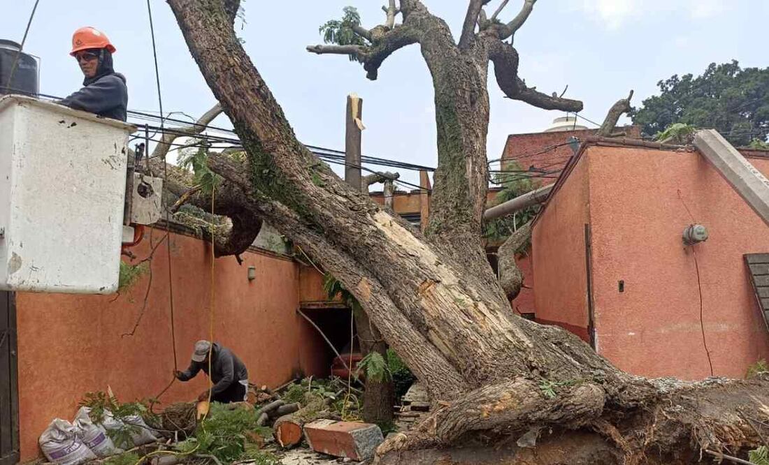 Lluvia derriba más de 15 árboles en Naucalpan. Foto: Especial