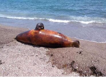 Exigen indemnizar a pescadores tras derrame