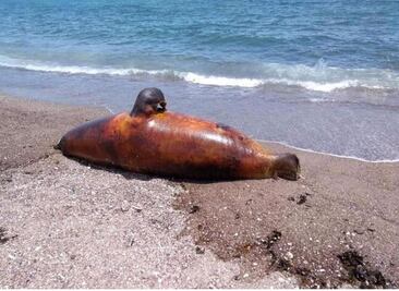 Exigen indemnizar a pescadores tras derrame