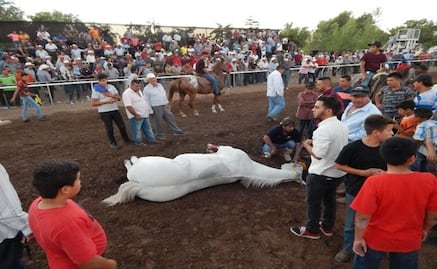 Caballo pura sangre gana carrera y cae muerto en Sinaloa