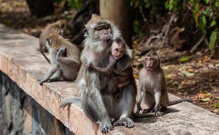 OMS lamenta ataques contra monos en Brasil por miedo a viruela símica