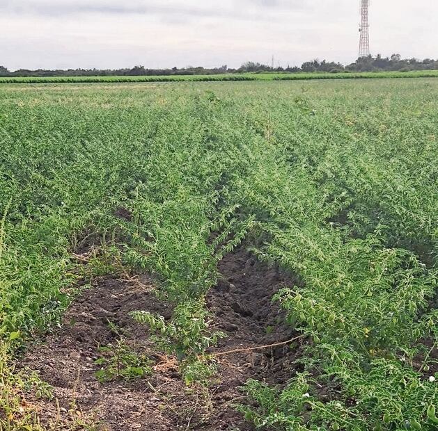 Con la humedad que dejó el huracán No r m a los productores aprovecharon para ampliar las siembras, que a la fecha cubren 612 mil hectáreas.