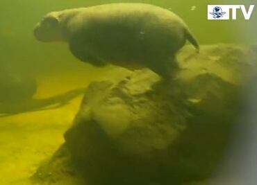 Hipopótamo bebé toma su primer chapuzón