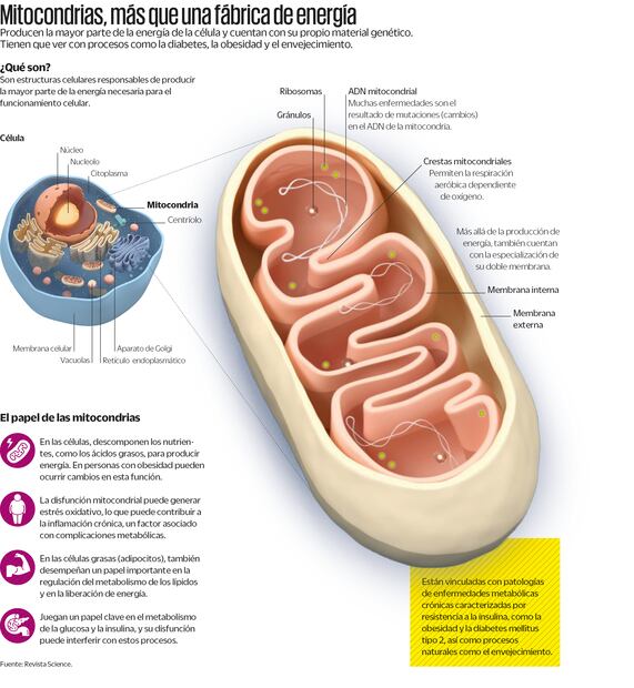 Mitocondrias, más que una fabrica de energias
