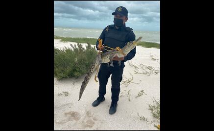 En plena tormenta tropical “Grace” atrapan un cocodrilo en aguas de Uaymitun, Yucatán