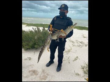 En plena tormenta tropical “Grace” atrapan un cocodrilo en aguas de Uaymitun, Yucatán